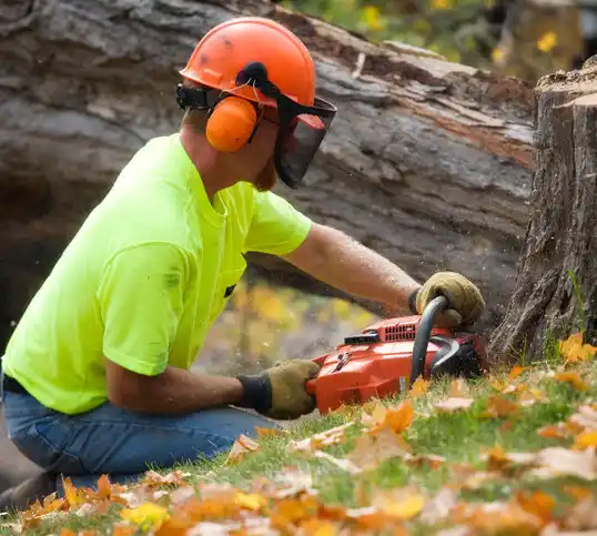 tree services Piqua